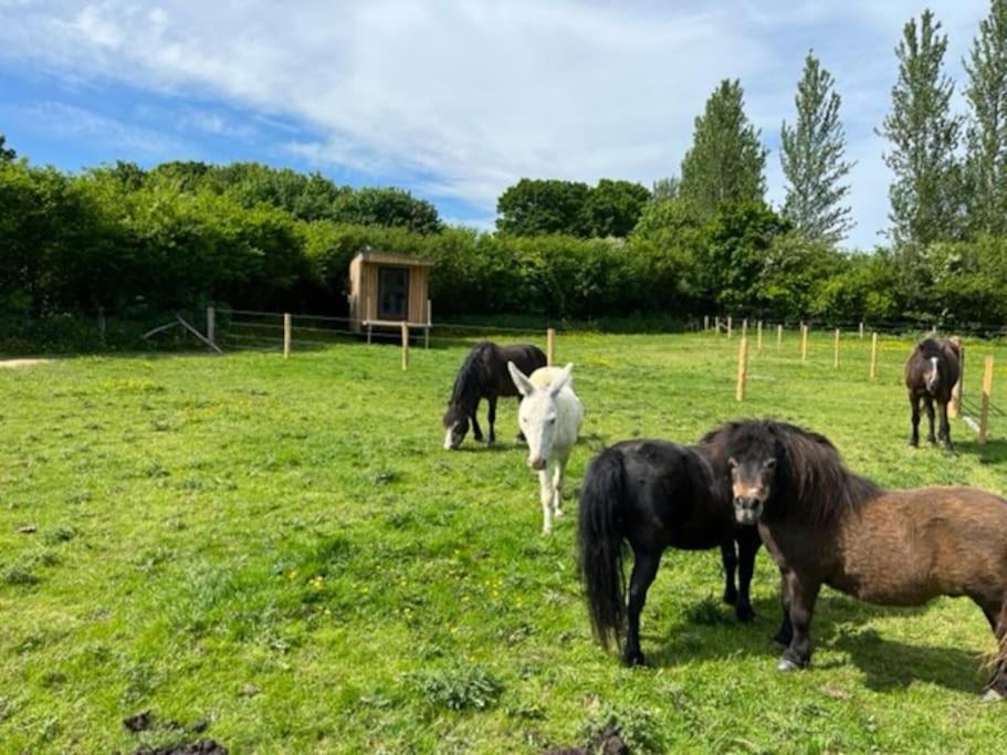 Neddys Rest Luxury Horsebox Stay Battle Eksteriør billede
