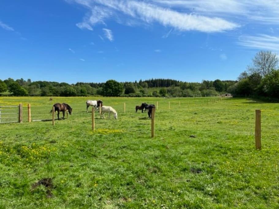 Neddys Rest Luxury Horsebox Stay Battle Eksteriør billede