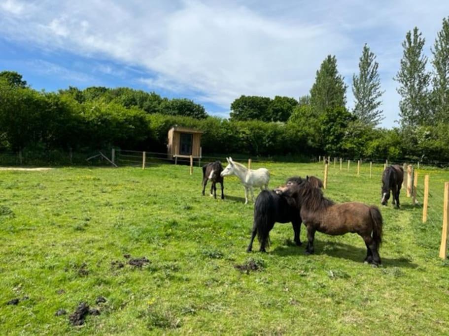 Neddys Rest Luxury Horsebox Stay Battle Eksteriør billede