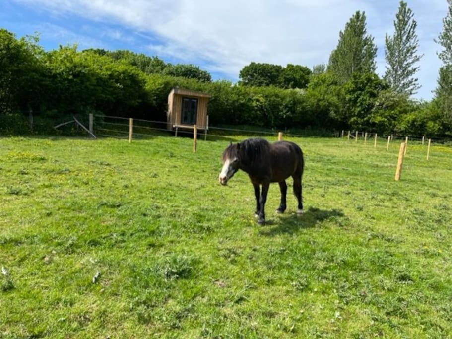 Neddys Rest Luxury Horsebox Stay Battle Eksteriør billede